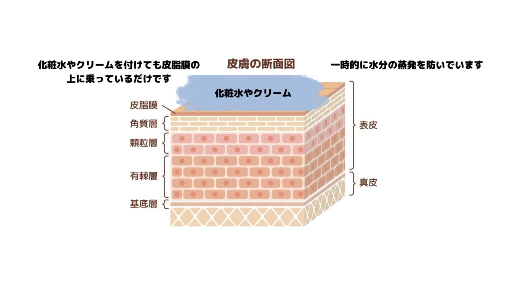 スキンケアはいらない